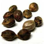 Семена марихуаны АК-47  (Seeds AK-47) в Ижевске